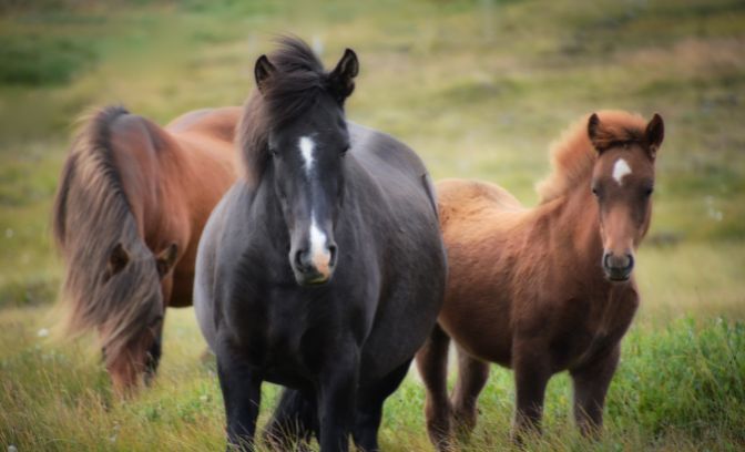 IJland paarden
